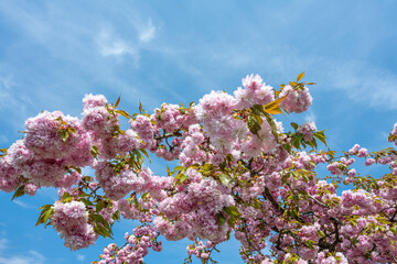 A Japanese Cherry Tree with a clear blue sky in the background. Closeup picture of a branch