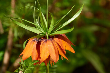 Blüten der Kaiserkrone (Fritillaria imperialis)