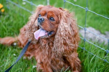 A small brown Cavalier King Charles Spaniel