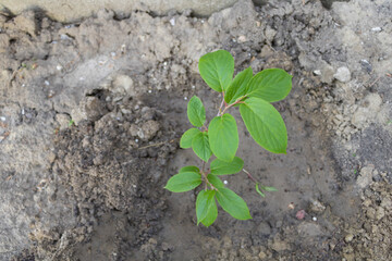 Young Kiwi arguta - Actinidia. The hardy kiwi growing in the garden. Fresh leaves