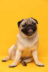Obraz premium Happy Adorable Dog smile on yellow background,Cute Puppy pug breed happiness ready for summer,Purebred Dog Concept