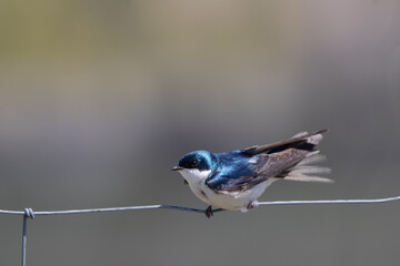 A male Tree Swallow on a fence on a windy spring morning at Carden Alvars birding hotspot in Ontario