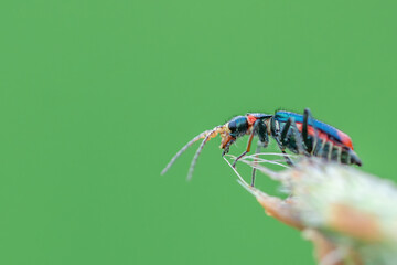 Close-up macro shot of small black and red bug sitting on the top of a flower. Isolated on light green background. Shallow depth of field