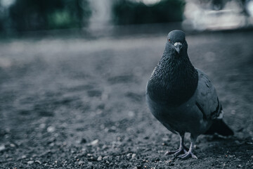 A Pigeon Is Waiting For Someone
