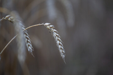 Beautiful brown, ripe wheat crops in the field. Late summer scenery. Common food staple growing in Northern Europe.