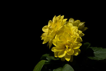 close-up of yellow Dahlia flowers with black background	