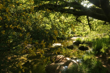 Ribera del río