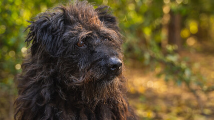 How Much Feeling A Dog Has On His Face