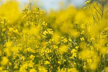 Natur der Pflanzen