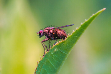 Fototapeta premium Makroaufnahme einer Fliege welche sich auf einem grünen Blatt niedergelassen hat