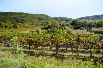 Fototapeta na wymiar Autumn grapes and vineyard on Slovenian coast