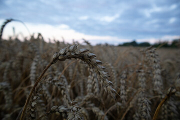 Beautiful brown, ripe wheat crops in the field. Late summer scenery. Common food staple growing in...