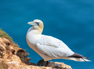 Adult gannet relax under summer sun. Northern Gannets colony in North Sea, UK. Bempton Cliffs