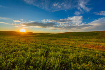 Incredible sunset. Bright green field and blue sky. Palouse region, Eastern Washington, USA