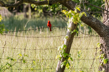 Naklejka premium Male Cardinal on the Fence