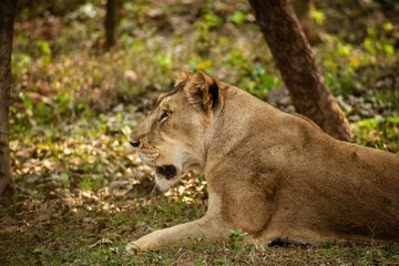 African Lioness Chilling 