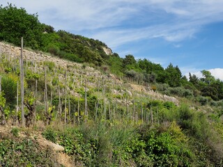 Fototapeta na wymiar culture de vignes en terrasse en provence