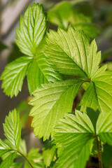 green leaves of a strawberry bush close up
