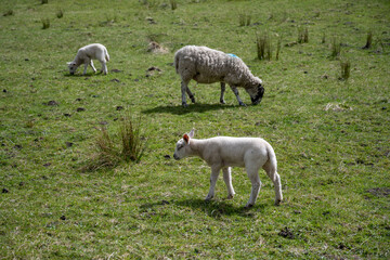 Sheep and lambs in a field in Northern England.