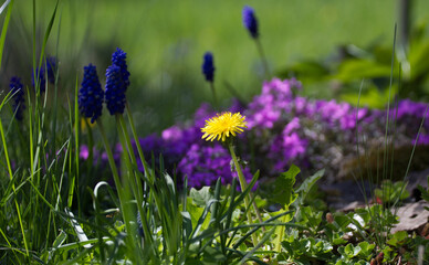 Muscari and tulips