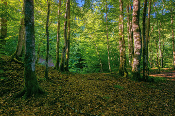 Fototapeta na wymiar beech forest in summer. deciduous trees in morning light. beautiful nature background