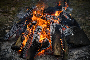 Chopped dry firewood burns in a fire in nature