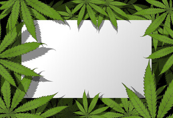 Cannabis leaf marijuana background