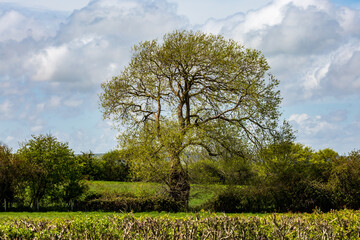 Obraz premium A Rural Sussex Scene with a Tree in a Field