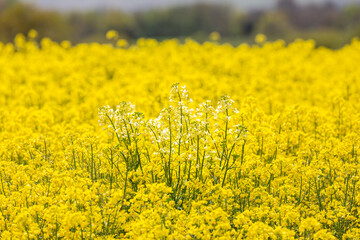 A Field of Canola/Rapeseed Crops in Sussex with a Cluster of White Flowers in the Centre