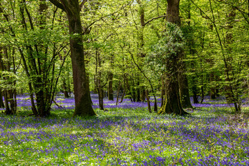 A Bluebell Wood in Sussex on a Sunny Spring Morning
