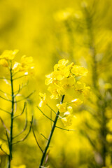 Vibrant Yellow Canola/Rapeseed Flowers