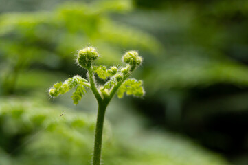 New fern leaves