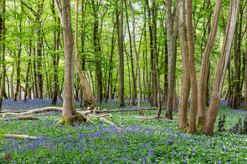 An Abundance of Bluebells and Wood Anemones in Sussex Woodland