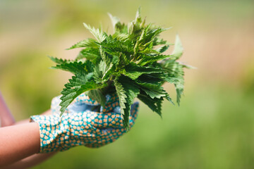 Freshly Picked Nettle. Woman holding a bunch of fresh stinging nettles with garden gloves,...