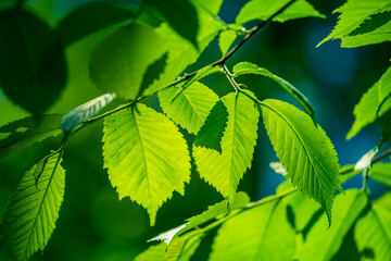Beautiful, fresh, green leaves in the summer sunlight. Vibrant forest scenery of Northern Europe.