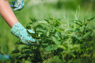 Woman picking fresh nettle leaves with protection gloves in the garden, springtime.  Selective...
