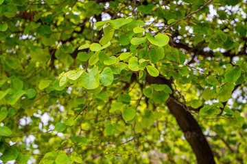 Fototapeta na wymiar Selective focus of Judas tree leafs (Cercis siliquastrum) with blurred background in springtime