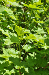 Close up of green currant leaves. Early spring, currant bushes. Background, texture, design.