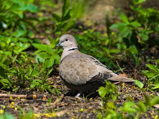 Eurasian collared dove (Streptopelia decaocto). Pigeon in the park.