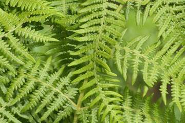 Fototapeta na wymiar Leaves of a green fern. 