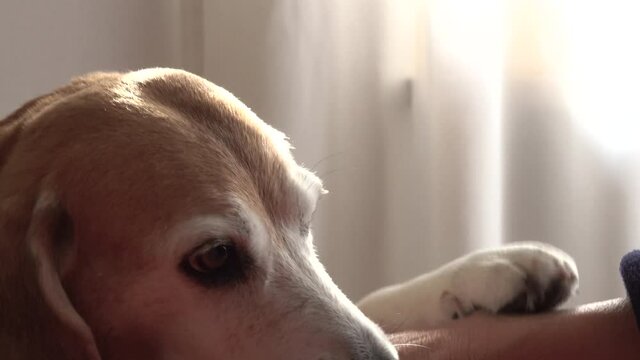 Close-up Of Woman's Hand Stroking The Head Of Old Beagle Dog. Human And Animal Friendship Concept
