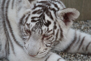 siberian tiger cub
