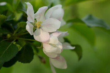 white flowers of a tree