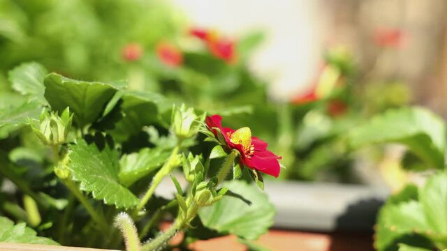 Small ruby pink strawberry flowers in the garden