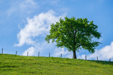 Alleinstehender Baum