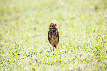Attentive burrowing owl taking care of its territory and of its young in the nest in the den