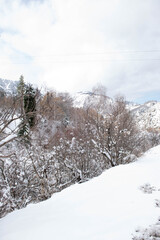 many trees and pines in the snow in winter