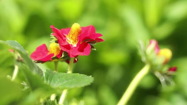 Small ruby pink strawberry flowers in the garden