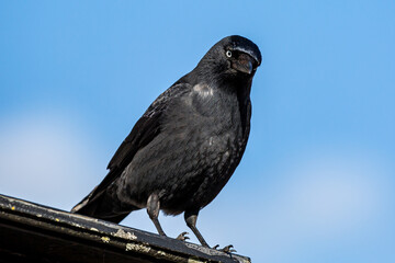 Obraz premium A Close Up of a Jackdaw