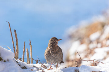 Amsel